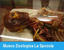 Museo Zoologica La Specola