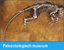 Paleontologisch museum