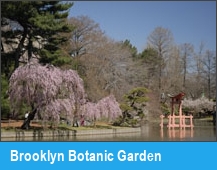 Brooklyn Botanic Garden