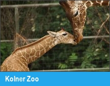 Kolner Zoo