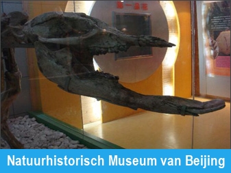 Natuurhistorisch Museum van Beijing
